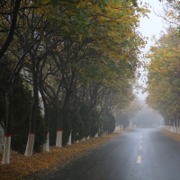 黃河生態(tài)廊道 雨中別有韻味