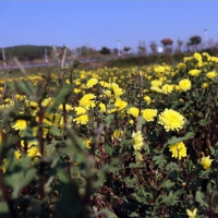 信陽平橋區(qū)：小菊花托起產(chǎn)業(yè)扶貧夢(mèng)