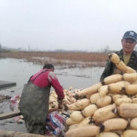 永城這里千畝蓮藕收獲了！快來圍觀大型采挖現場