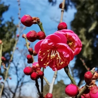 滿城春色，登封第一波美景上線