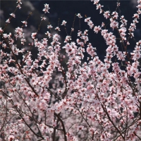 春風(fēng)吹靚青龍峽！