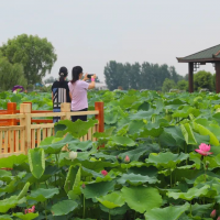 信陽息縣：盛夏已至 “荷”您相約