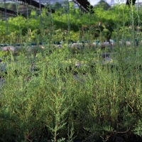 “植物大熊貓”回歸！3000株珍稀瀕危植物回歸三峽庫區(qū)