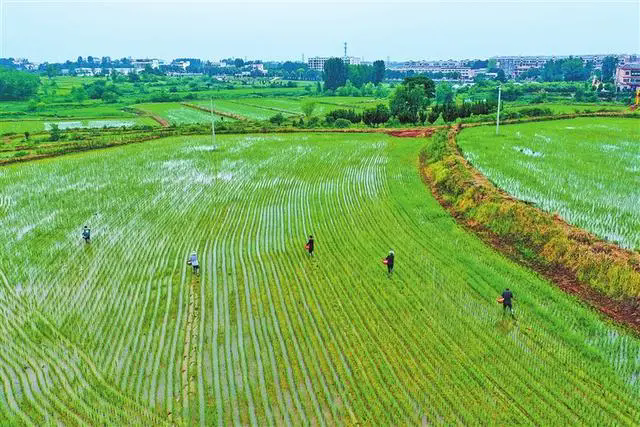 明確“十不準(zhǔn)”“十個嚴(yán)禁” 我省發(fā)布耕地保護(hù)監(jiān)督新規(guī)